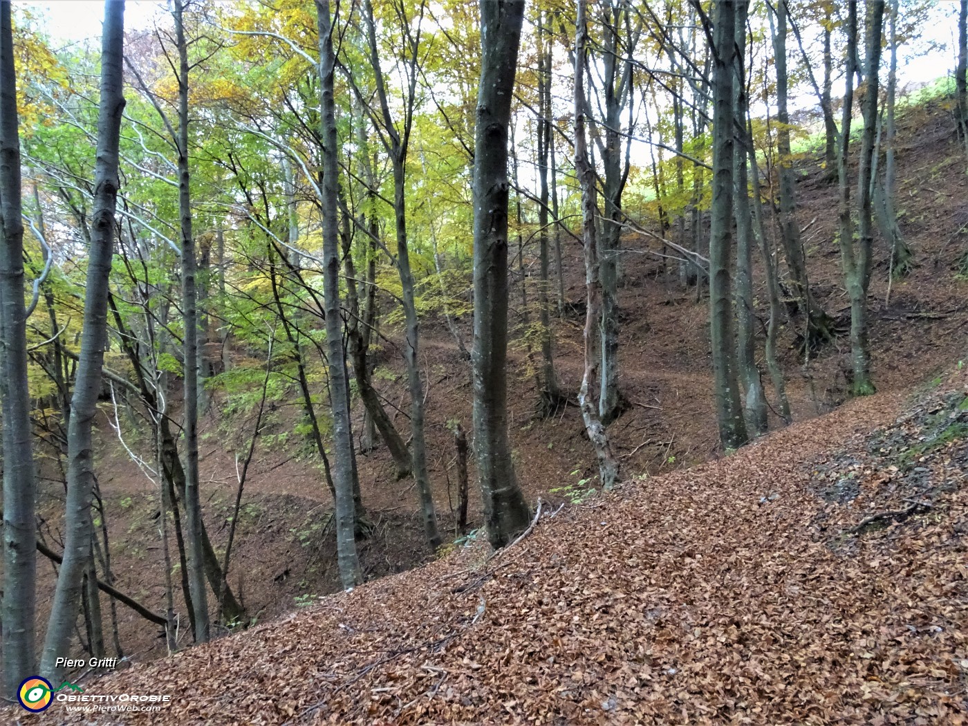 90 Sentiero in faggeta su tappeto di foglie .JPG